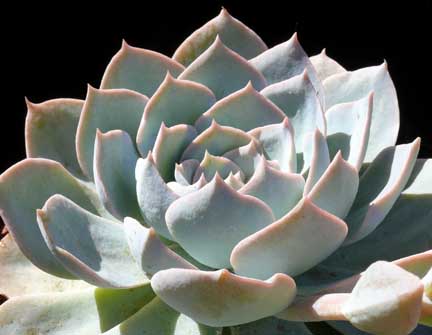 echeveria_subsessilis3