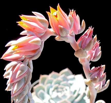 echeveria_subsessilis4