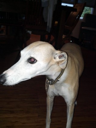 whippet at home