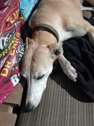 whippet at work