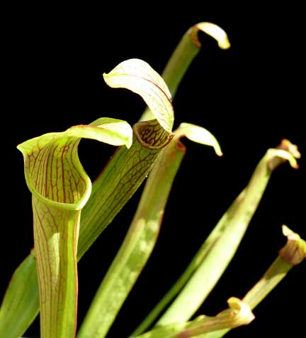Sarracenia alata