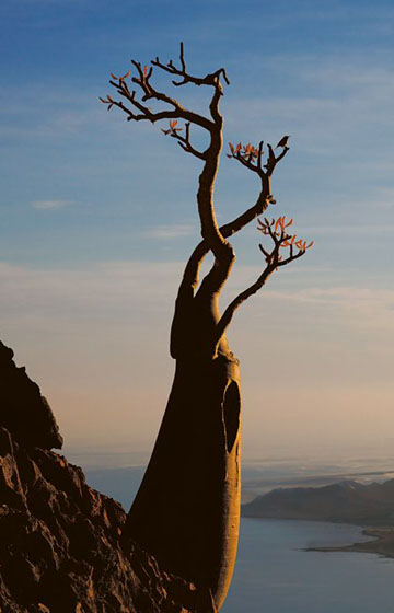 Adenium Desert Rose