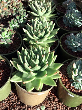 echeverias