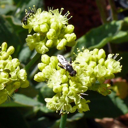 eriogonum_nudum_ella_nelsons_yellow