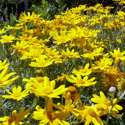 Eriophyllum lanatum "Siskiyou"