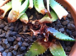 rotted aloe