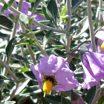 solanum_indians_grey2