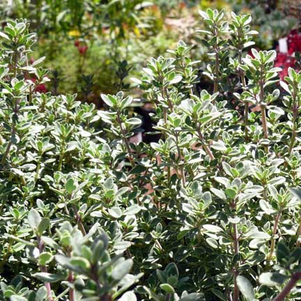 thymus_argenteus