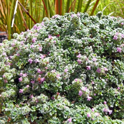 thymus_elfin
