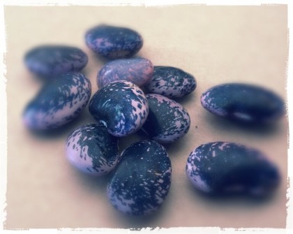 scarlet runner beans