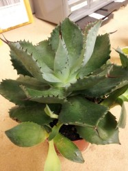 agave_potatorum
