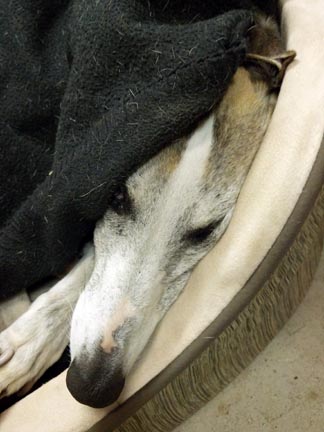 benjamin whippet