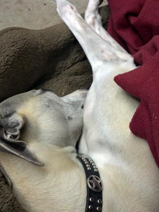 jason whippet