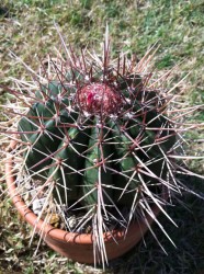 melocactus1