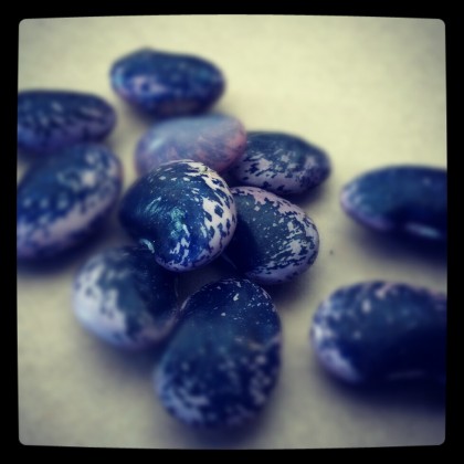 scarlet runner beans