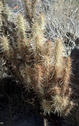 Cylindropuntia acanthocarpa