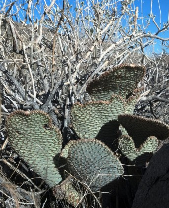 Opuntia basilaris