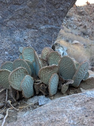 Opuntia basilaris2