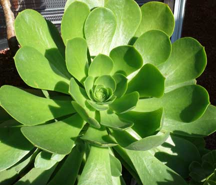 aeonium_subplanum4