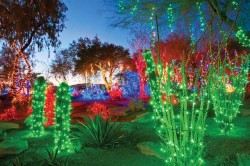 ethels_cactus_garden