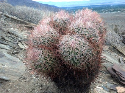 ferocactus cylindraceus crest
