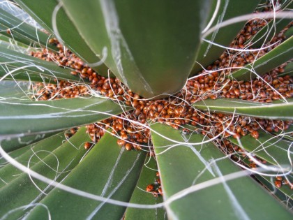 ladybug swarm