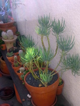 senecio