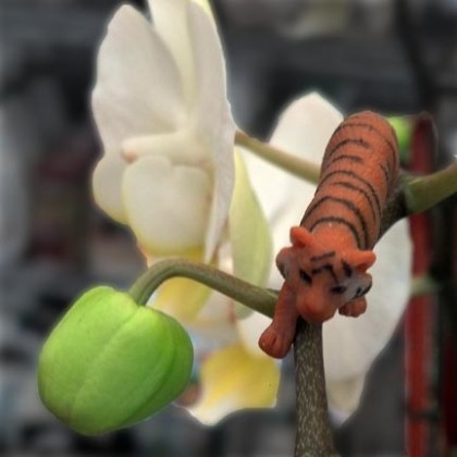 tiger orchid