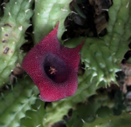 Huernia pillansii