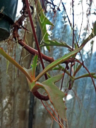 Kalanchoe synsepala