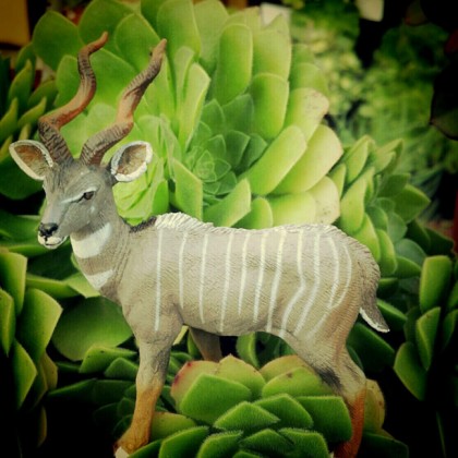 Lesser Kudu in the Garden