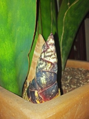 Sansevieria masoniana