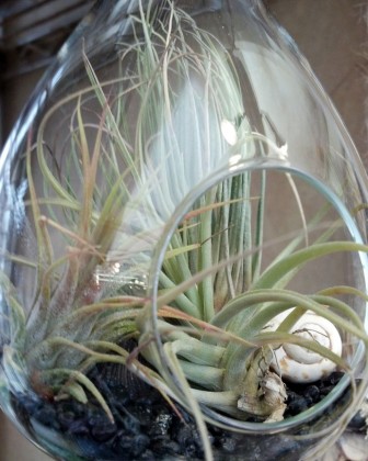 airplant terrarium