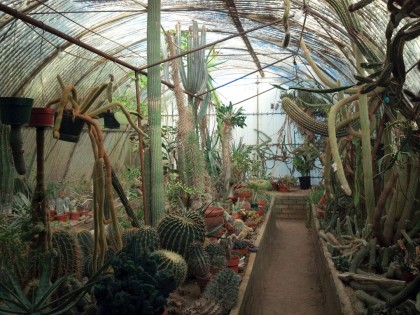 cactarium