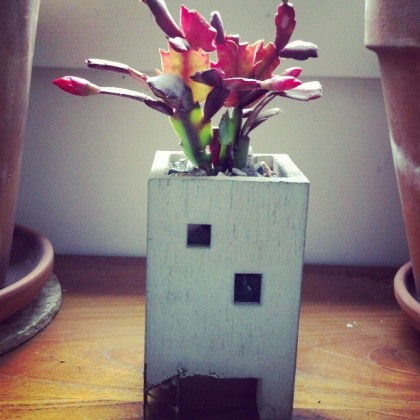 christmas cactus