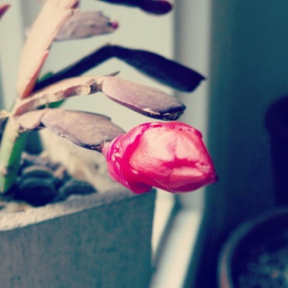 christmas cactus