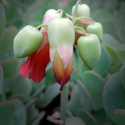 Kalanchoe fedtschenkoi