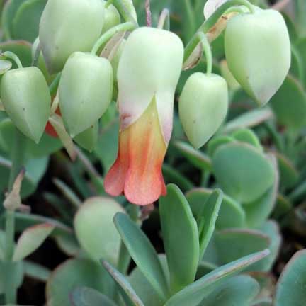 Kalanchoe fedtschenkoi