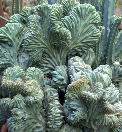 myrtillocactus