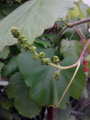 California GrapesViutis Roger's Red