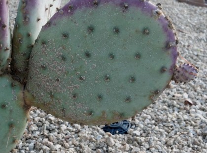 scale on a prickly pear cactus