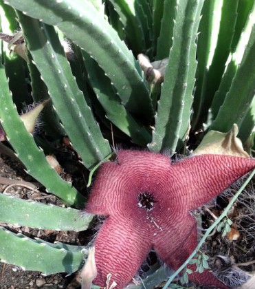 stapelia flower