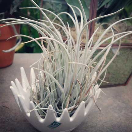 Tillandsia utriculata prengelii