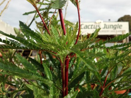Lyonothamnus floribundus ssp asplenifolius