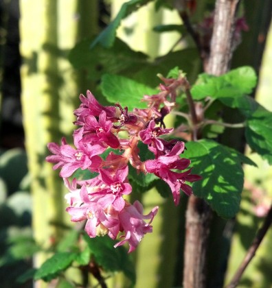 Ribes sanguineum