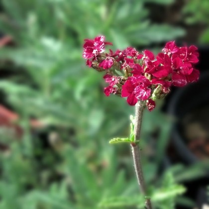 achillea red velvet