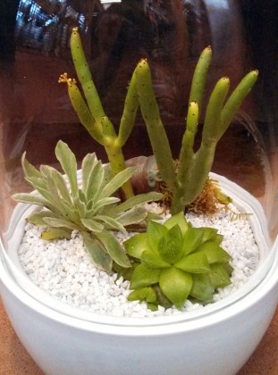 chive_pill_terrarium