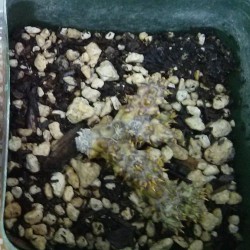 edithcolea2