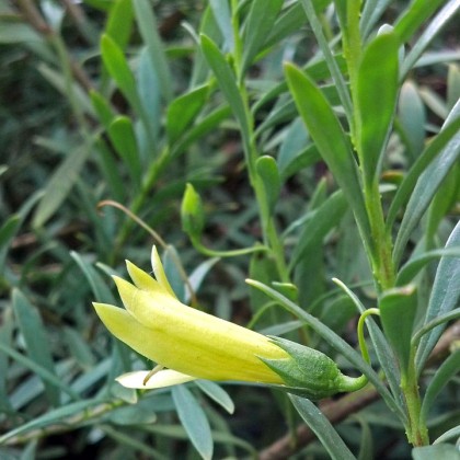 eremophila maculata aurea