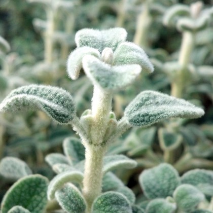 phlomis lanata